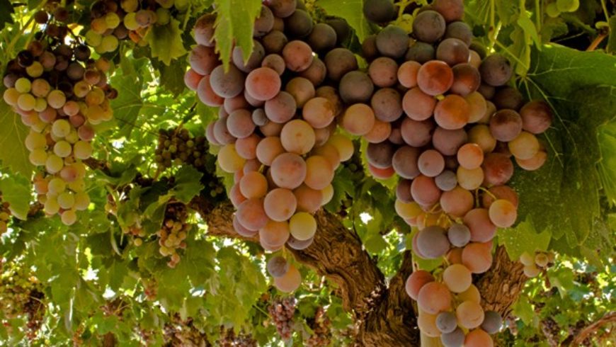 Rescate de uvas criollas