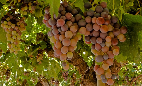 Rescate de uvas criollas