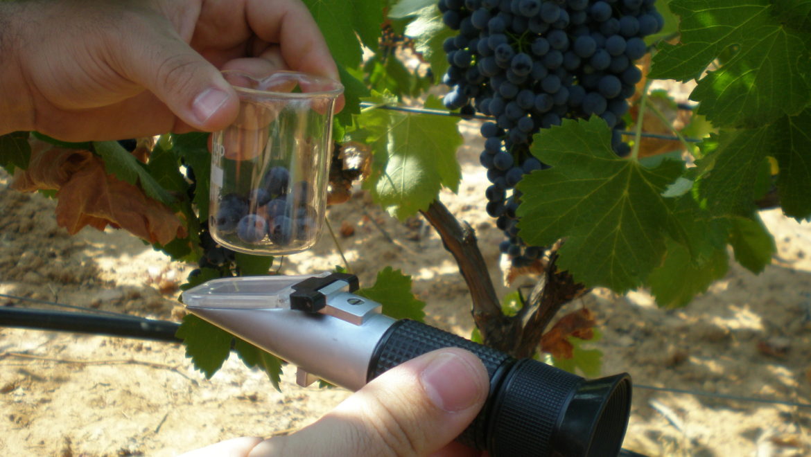¿Cuál es el momento adecuado para la cosecha de la uva?