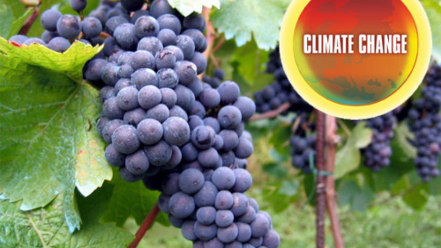 Impacto del cambio climático en el vino chileno